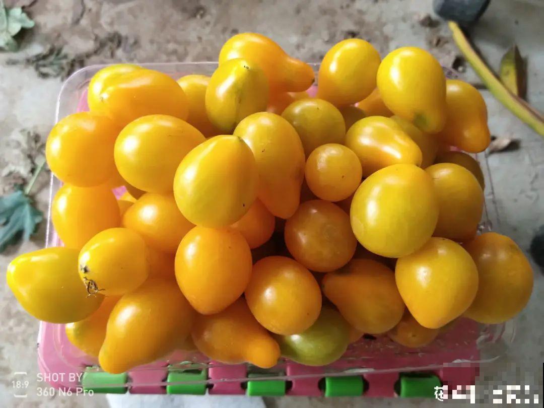 家里养盆圣女果,酸甜可口随意吃,新手也能养爆盆! 家里养盆圣女果,酸甜可口随意吃,新手也能养爆盆!