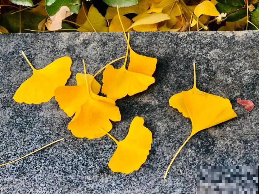 3种花，命里含“富贵”，寿命特别长