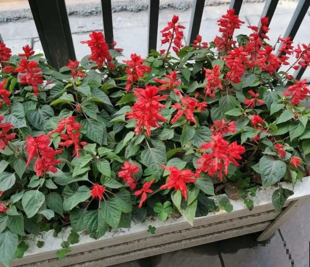 这9种“看家花”，70、80后难忘记，00后不认识！