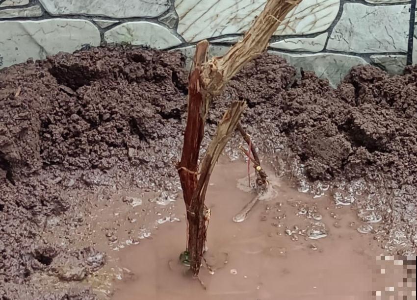 家里种棵蓝宝石葡萄，注意这4点，产量多到吃不了