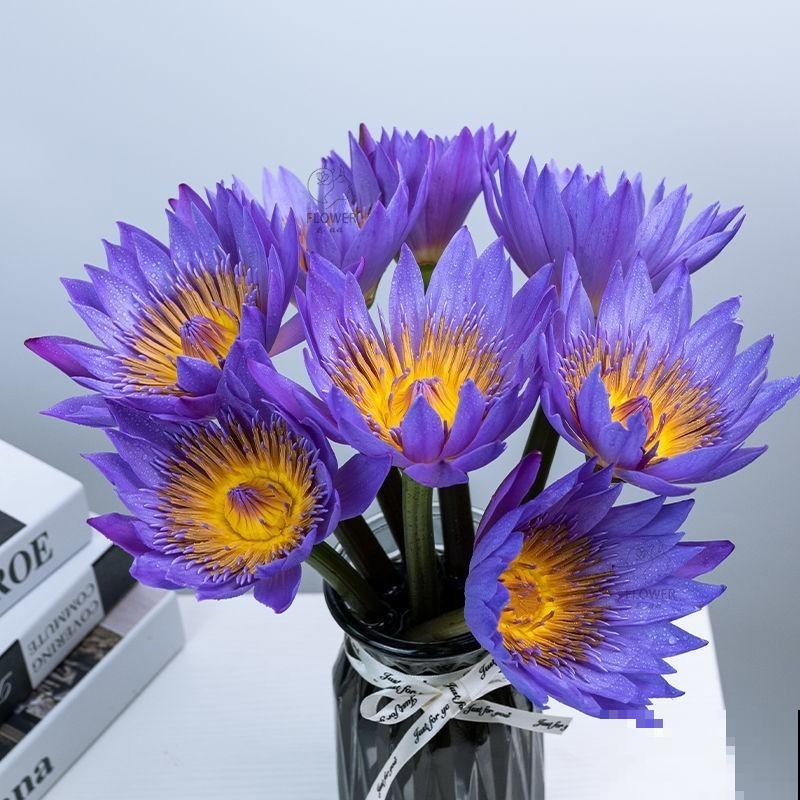 收到的睡莲切花，注意这4步，轻松开花