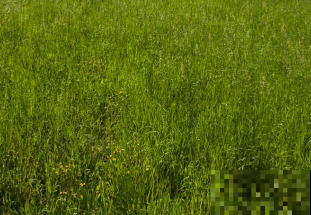 绿化草坪种植技术，主要有这5点，快来看看