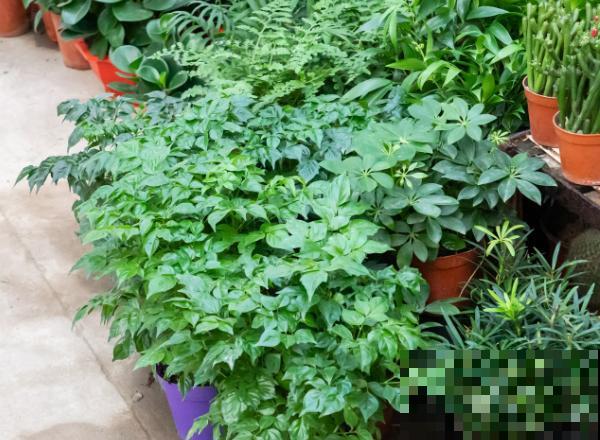 幸福树叶子长白色,通常和这3种原因相关,病害一定要注意 幸福树叶子长白色,通常和这3种原因相关,病害一定要注意