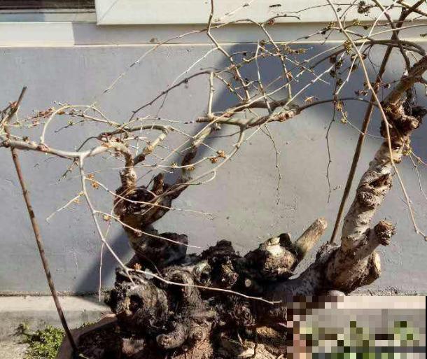 金钱榆盆景养殖，注意这4点，室内也能养好