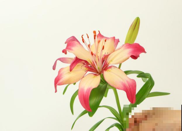 百合花的花蕊，摘掉要注意这3步，可以延长花期