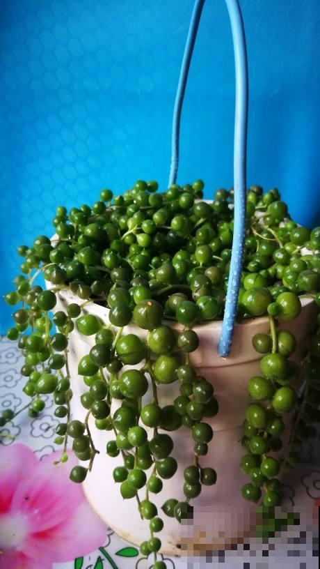 春天养多肉，上色是关键，养好就是“调色盘”