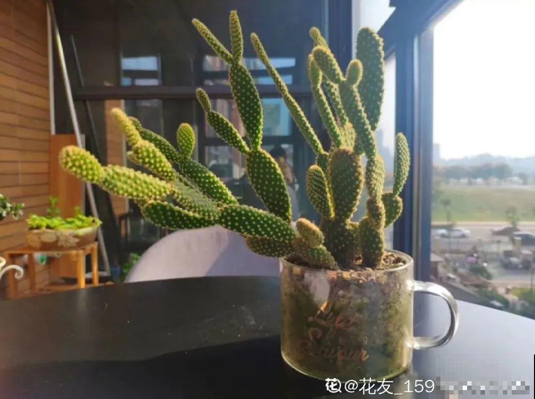 客厅养花别乱摆，选对位置，财运滚滚来！