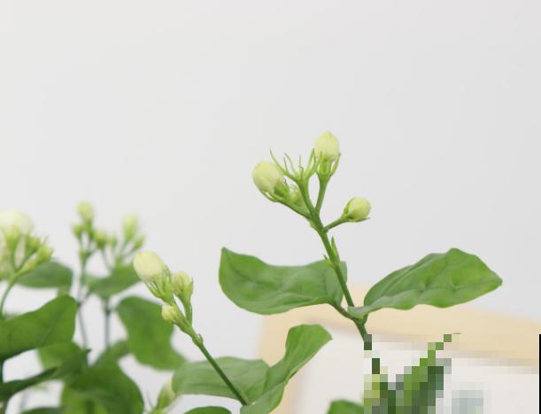 茉莉花开花就掉，可能和这4点有关，养护注意好不再犯