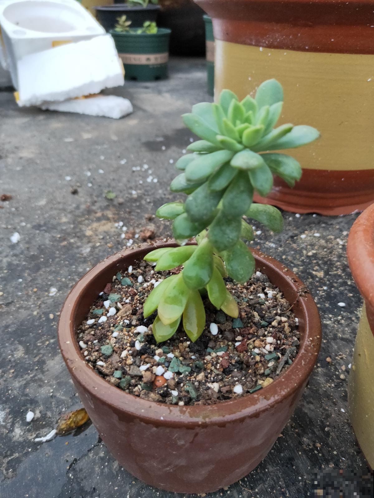 养花要切记，3种盆3种土3种水不能用，花容易死翘翘