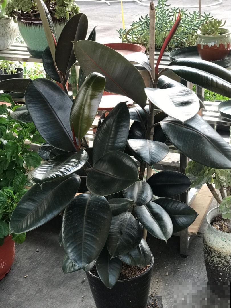 适合粗养的4种花卉,管得住手才能活得好,适合新手小白 适合粗养的4种花卉,管得住手才能活得好,适合新手小白