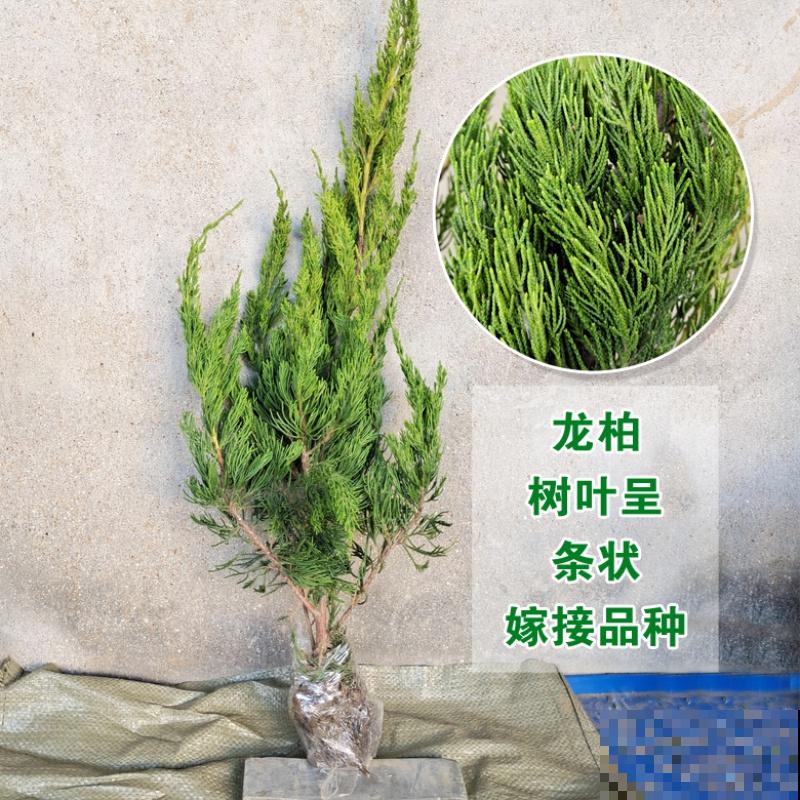 5种树寓意积极向上,家里种1棵,有富贵吉祥好兆头 5种树寓意积极向上,家里种1棵,有富贵吉祥好兆头