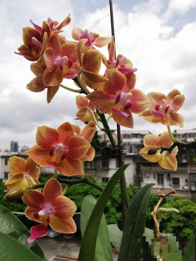 冬天养蝴蝶兰,要注意4“不能”,花朵能开3个月 冬天养蝴蝶兰,要注意4“不能”,花朵能开3个月