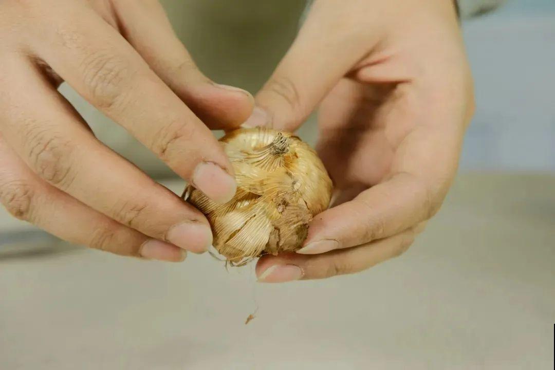 土里埋个“球”,呼呼长出1米花箭,花期长达上百天 土里埋个“球”,呼呼长出1米花箭,花期长达上百天