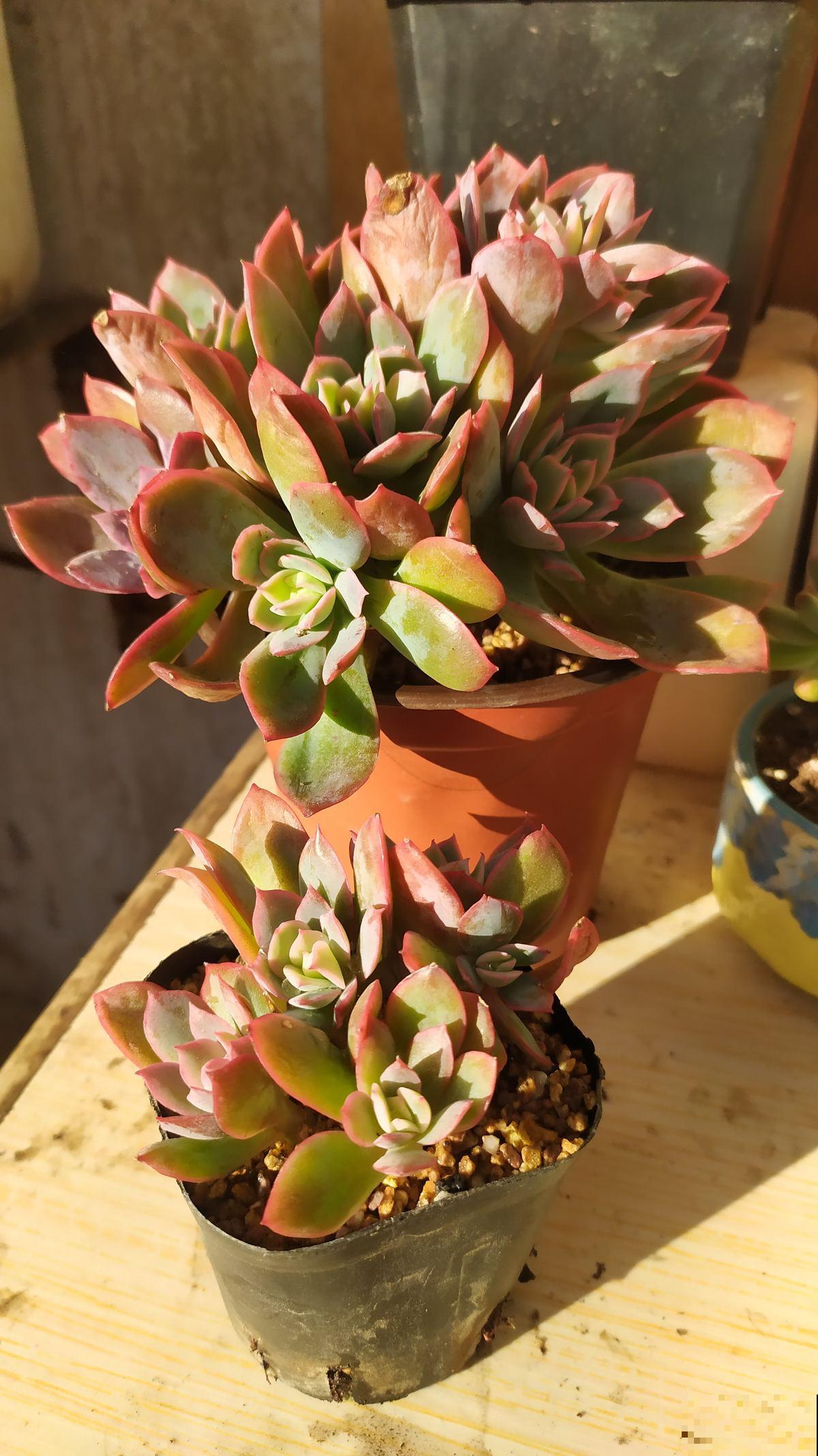 养花不能忽视花盆，选好了花长得壮，选错了花都死翘翘