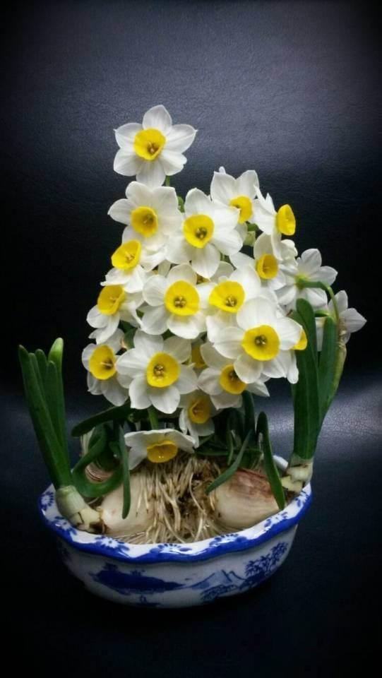 马上过年,这10种年宵花闭眼入,不会踩雷 马上过年,这10种年宵花闭眼入,不会踩雷