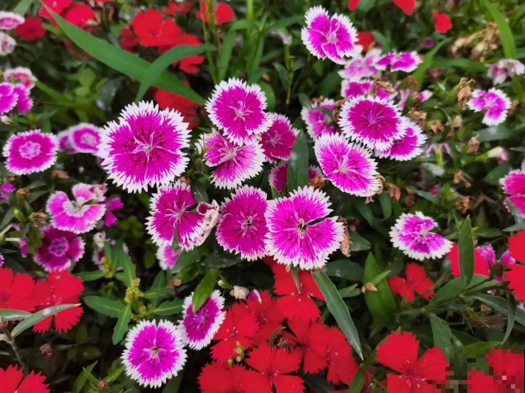 50种花春天播种,长满小院子,能开一整年 50种花春天播种,长满小院子,能开一整年