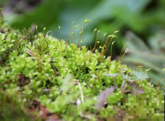 野外采的苔藓放置鱼缸，要注意这3点，才能不影响