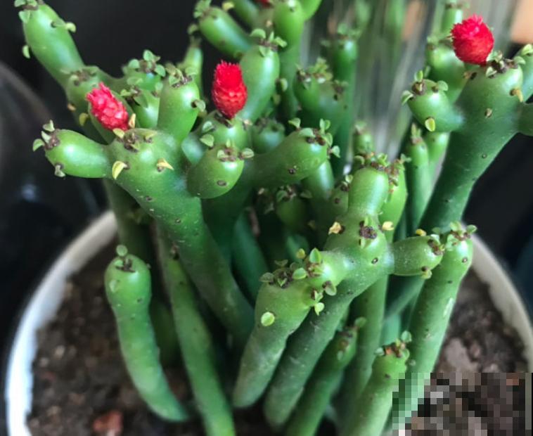 一种花名叫“光棍树”，掰个枝条插土里，7天就生根