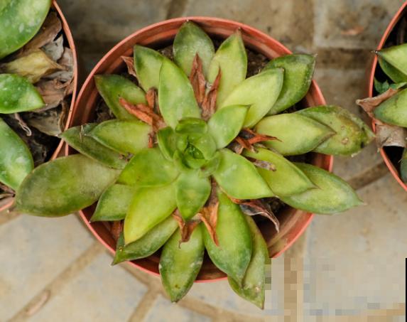 多肉变“瘦”，叶子萎缩掉一地，5个要点要注意