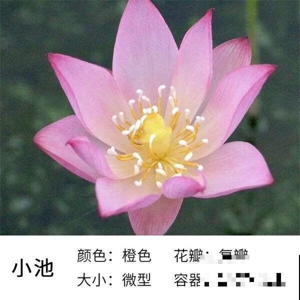 碗里就能种的荷花，1节藕种土里，初夏就开花