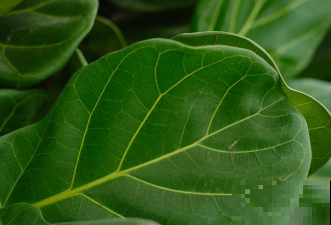 琴叶榕夏季养殖要注意，叶子需要经常喷水，保持湿度