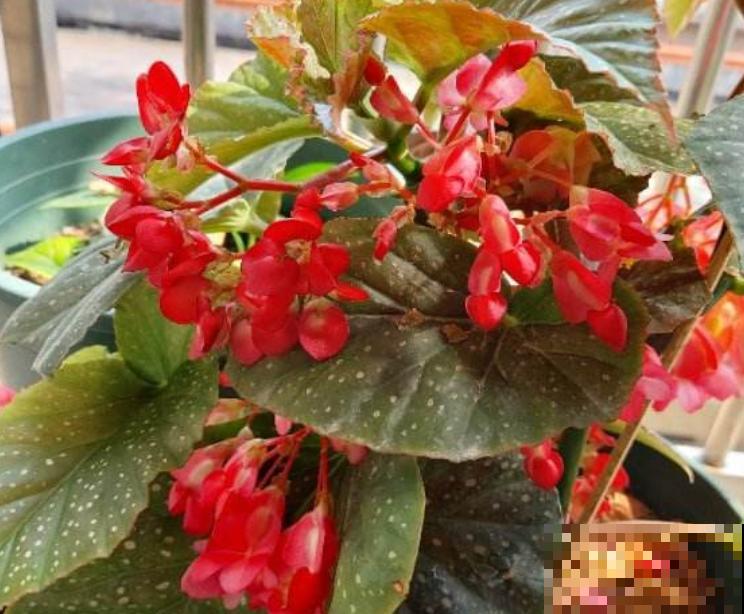 1种花名叫竹节海棠，开花一串串，妥妥的“花串子”，奇特可爱