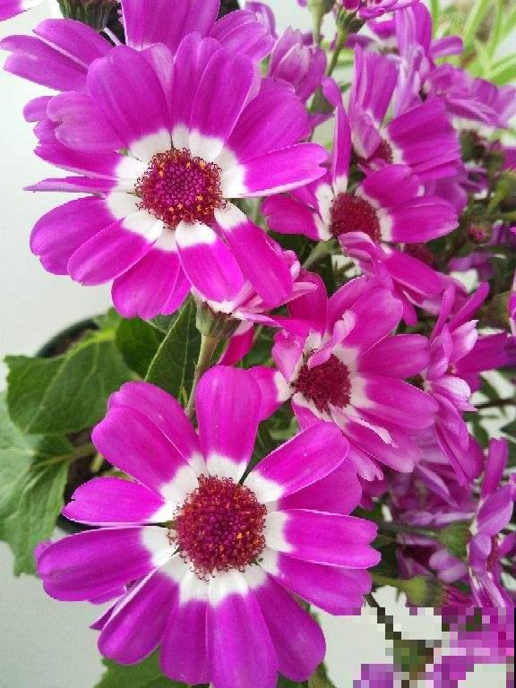 过年必不可缺少的年宵花,人手一盆“富贵菊”,阖家团圆幸福多 过年必不可缺少的年宵花,人手一盆“富贵菊”,阖家团圆幸福多