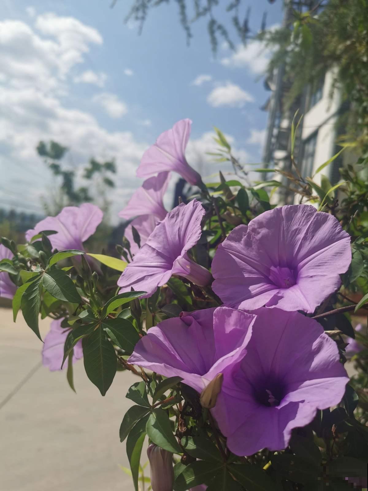 3种入侵植物,落地就生根,拔了还能长,太容易泛滥 3种入侵植物,落地就生根,拔了还能长,太容易泛滥