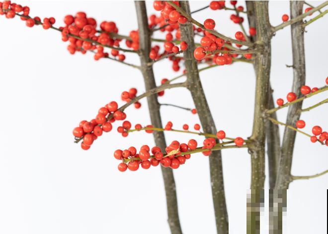 价格昂贵的北美冬青,养殖注意这3点,养护变简单 价格昂贵的北美冬青,养殖注意这3点,养护变简单