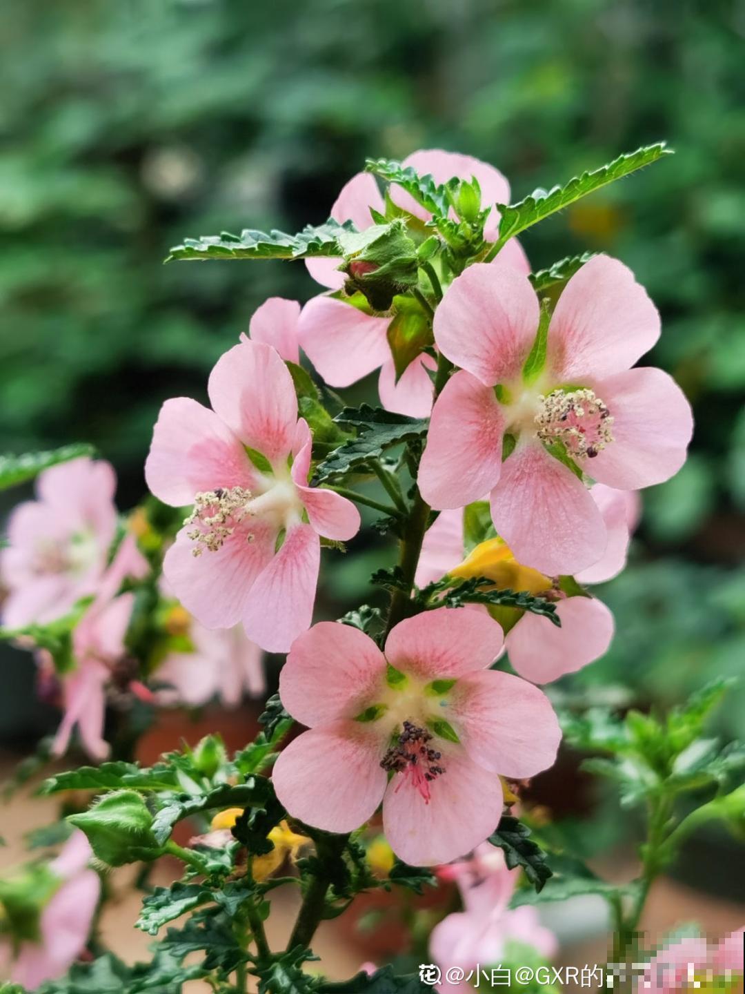 花量大的小木槿,一次性开花上千朵,开成粉色小花树! 花量大的小木槿,一次性开花上千朵,开成粉色小花树!