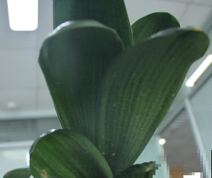 养君子兰，这4点要注意，养好了呼呼长