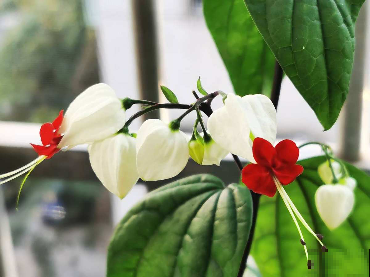 你的爱情是什么样子，从养花中就能看出来