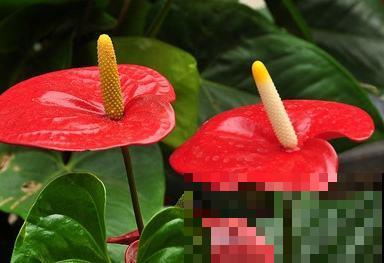 5种花最“旺宅”，家中必备一盆，子孙也多福