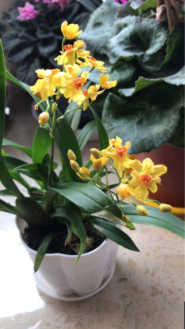 年底适合在家养兰花，常见4种“富贵吉祥”兰花，你喜欢哪一种？