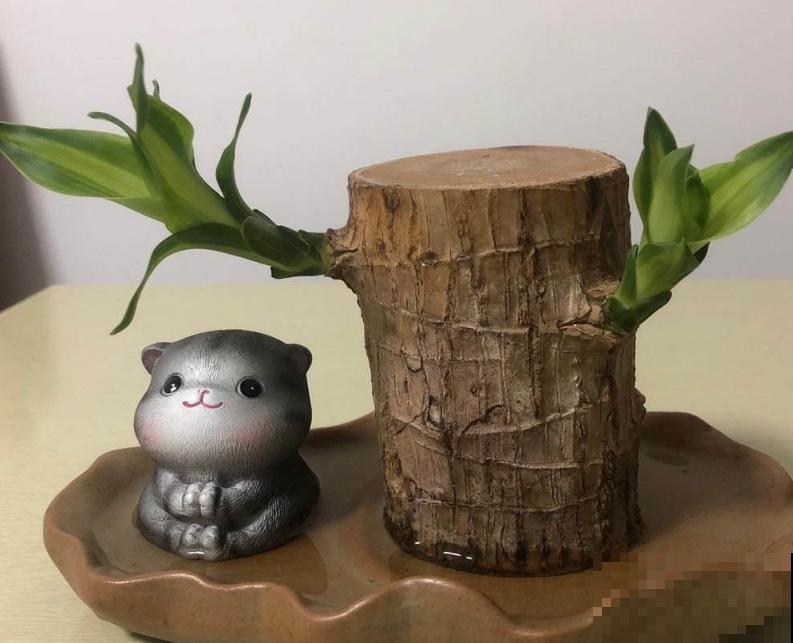 家里的巴西木臭了,还能养活吗?4步处理方式没问题 家里的巴西木臭了,还能养活吗?4步处理方式没问题