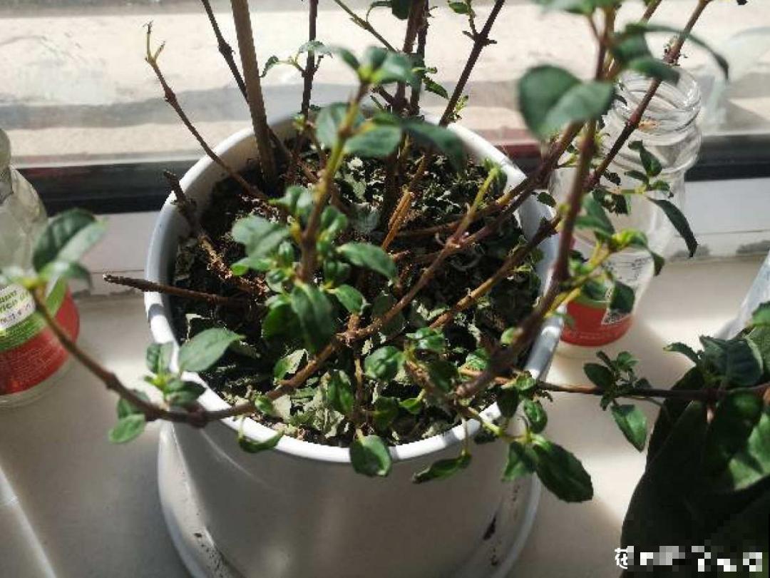 1种花春天开挂了，满盆都是小灯笼，吊起来养美翻天