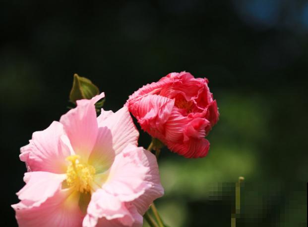 想要只要木芙蓉的种植方法，来看看这4点，轻松种植