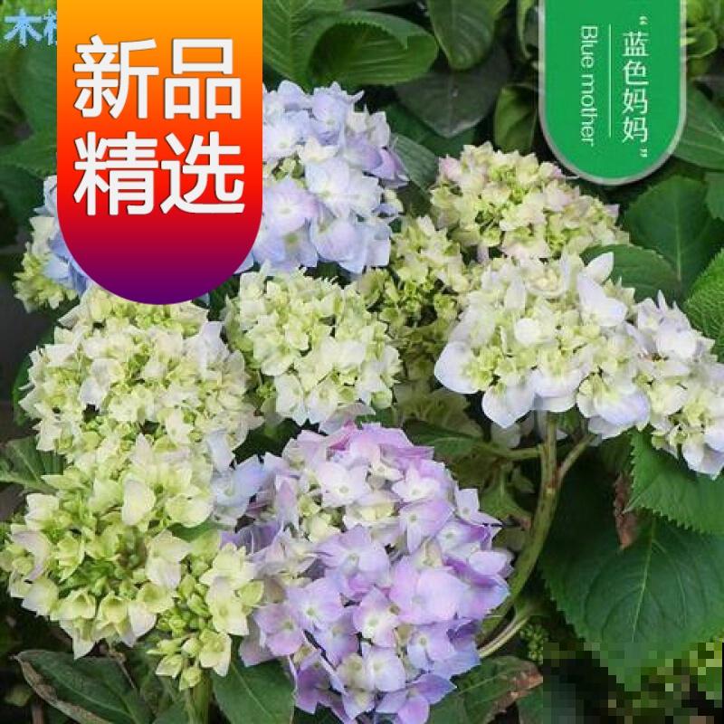 8种植物，春天开正盛，室内室外都能养，呼呼爆盆