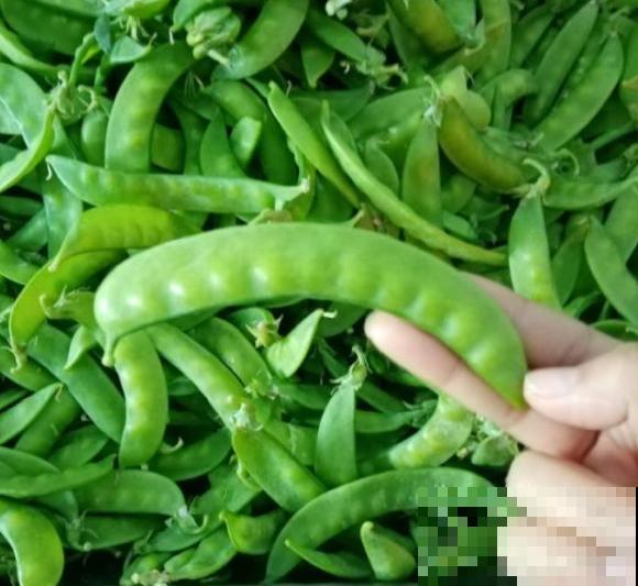 豌豆种植技术简单,学会这4步,轻松管理 豌豆种植技术简单,学会这4步,轻松管理