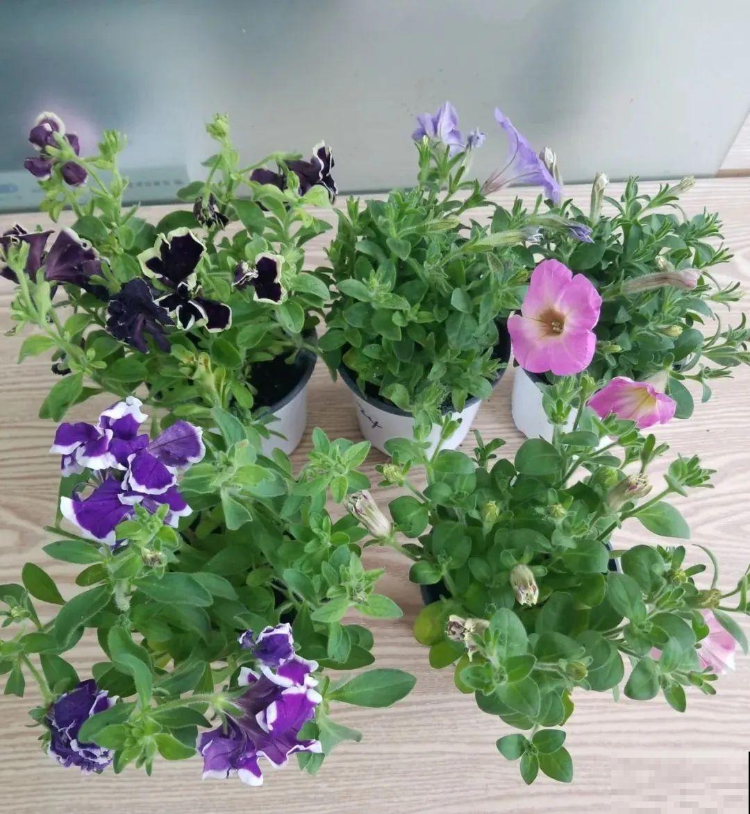 养盆矮牵牛,狠心剪几刀,轻松爆开满盆花,小阳台最爱! 养盆矮牵牛,狠心剪几刀,轻松爆开满盆花,小阳台最爱!