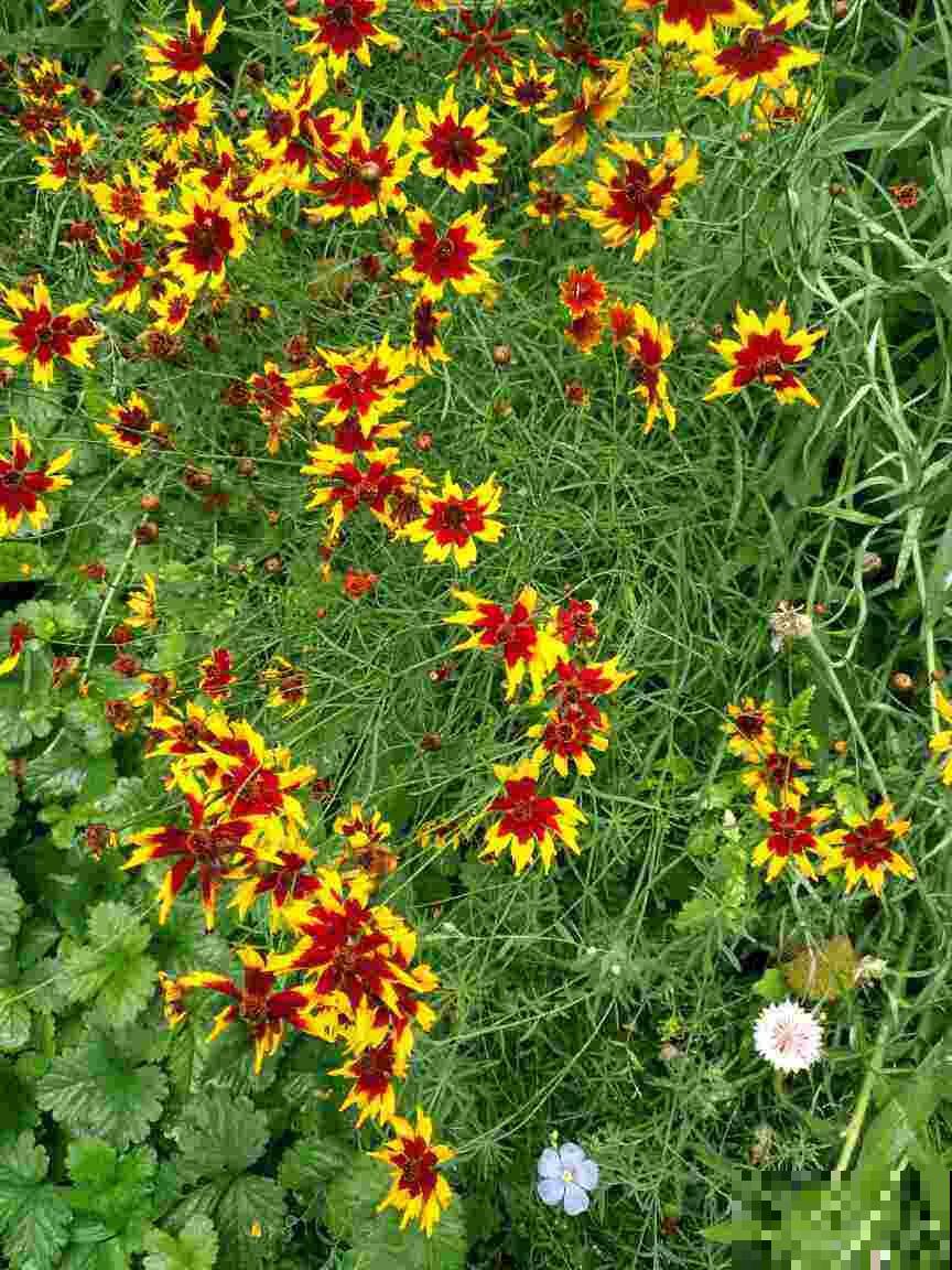 春天就要养矢车菊，几块钱就能开成花海，邻居看了都羡慕