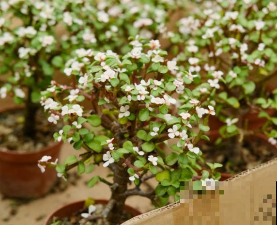 金枝玉叶养殖，学会这4步，轻松搞定造型