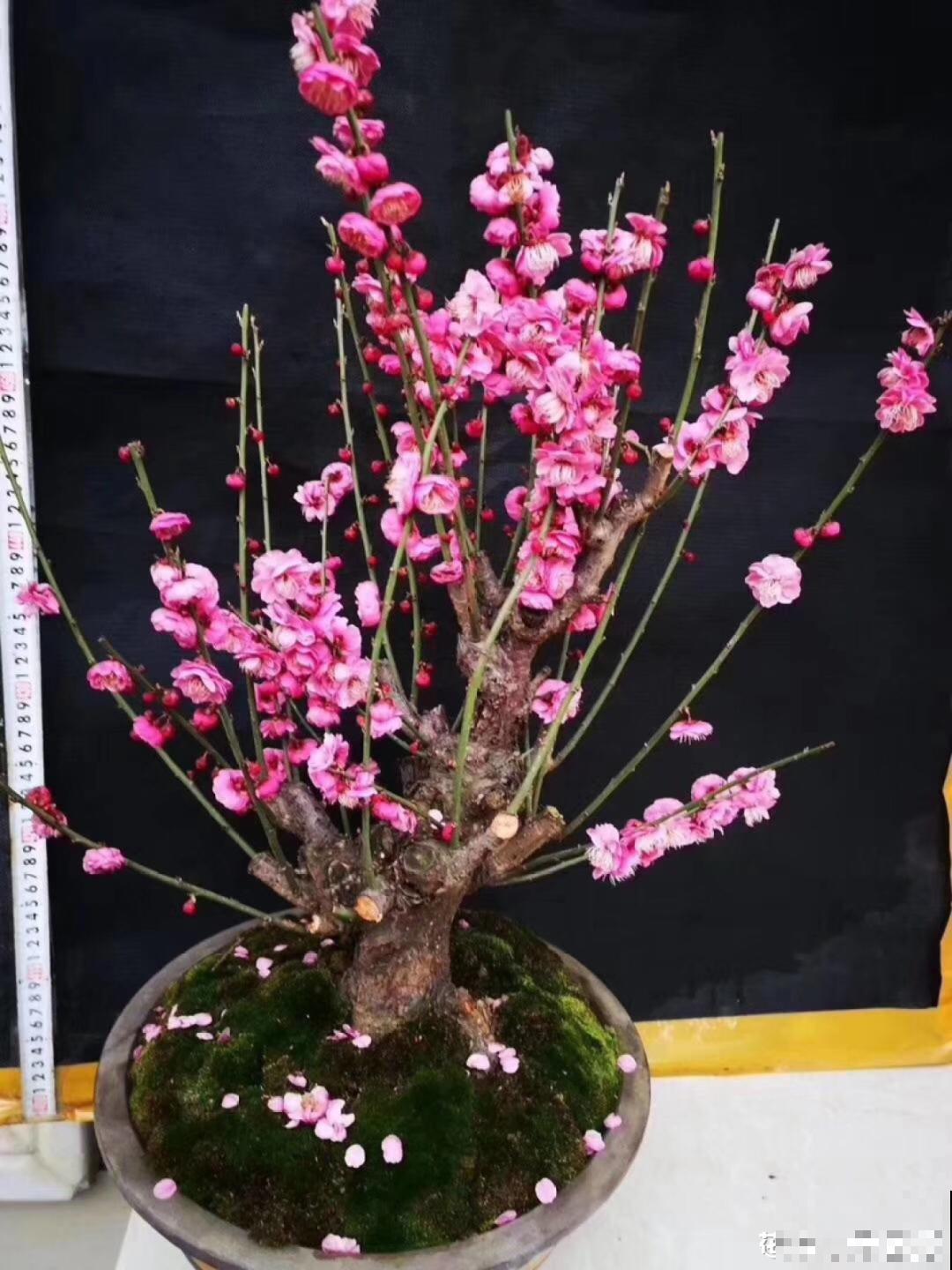 年前不敢买的“贵货花”，现在捡漏，价格低到“不可思议”