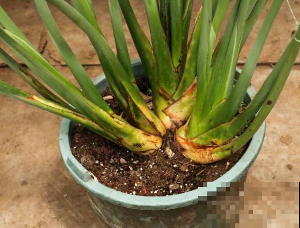 养殖兰花配土要注意，要想长势好，腐叶土树皮不能少