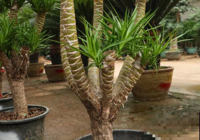 家里养盆龙须树，安全感十足，还有招财好兆头