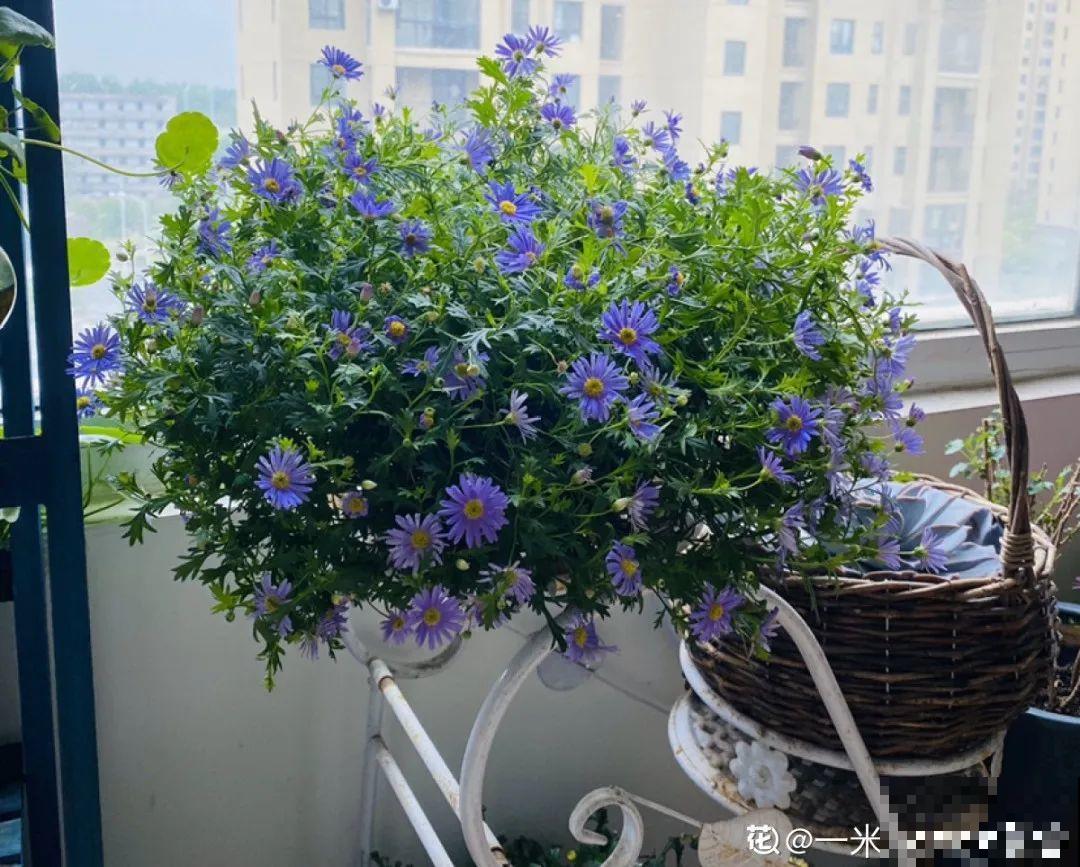 草花中的“小霸王”,耐热耐寒耐阴,开花能开大半年! 草花中的“小霸王”,耐热耐寒耐阴,开花能开大半年!