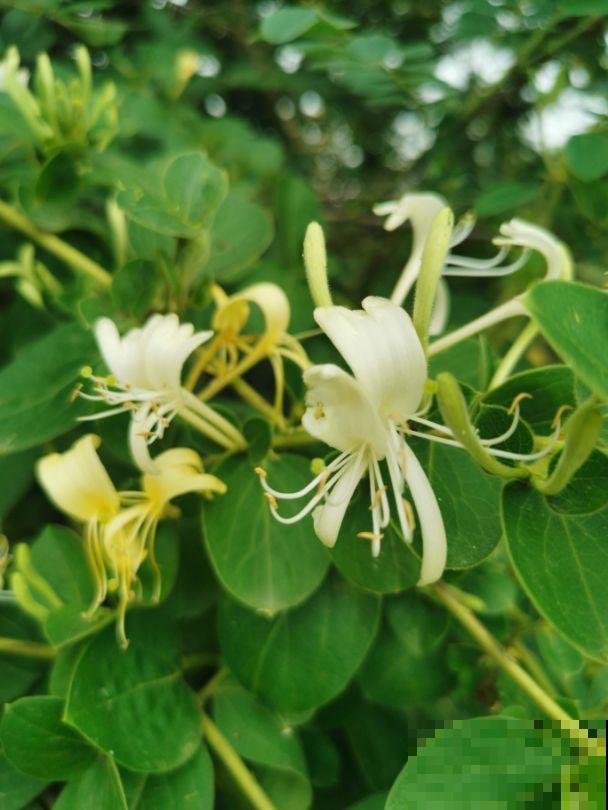 40年老中医爱养的花，被称作“仙草花”，养人养身心