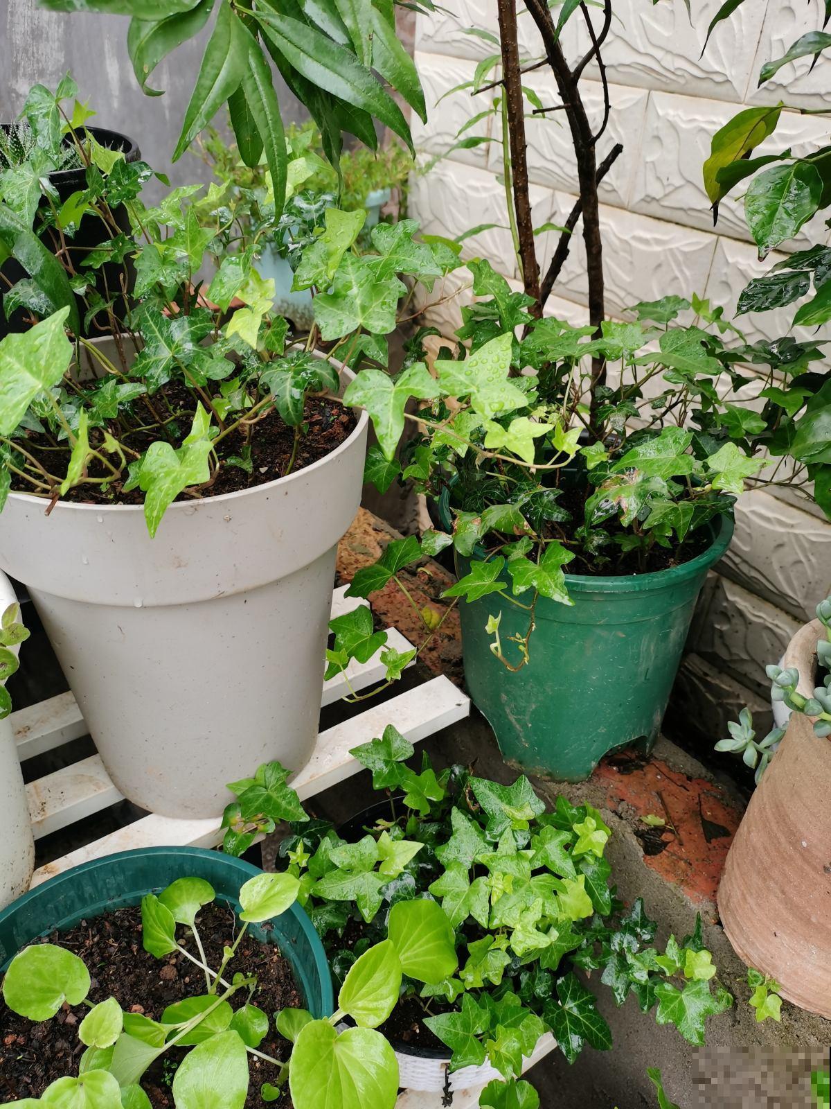 4种花吸废气制氧气,养在家里养人养身心,关键是好养 4种花吸废气制氧气,养在家里养人养身心,关键是好养