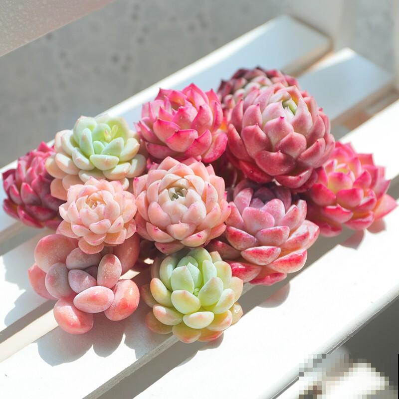 晒不到太阳的阳台，注意这4点，也能养好多肉