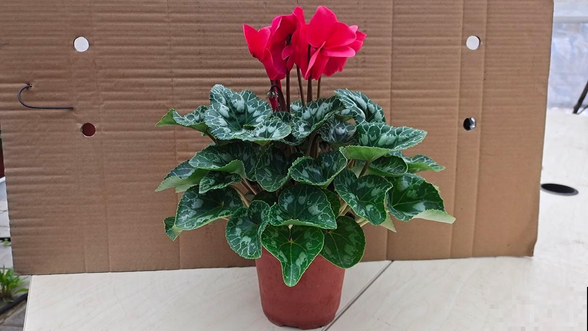 为什么花市买的花回家养不活，原因竟然在这，可要记住了